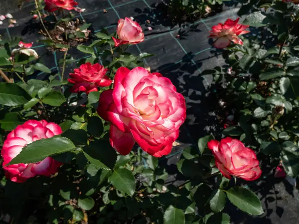 Unikalny Dwukolorowy Biała Czerwona Graniczy Kwiaciarnia Róża Jubileusz Księcia Monako — Zdjęcie stockowe