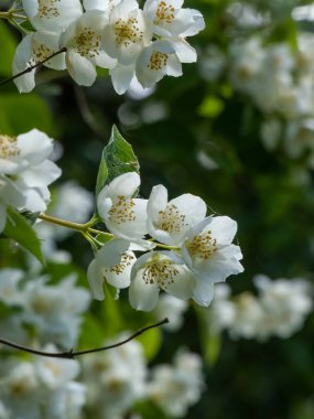Yazın güneş ışığı altında, portakallı şekerleme veya İngiliz kızılcık ağacının belirgin sarı pullarıyla kase şeklindeki beyaz çiçeklerin yakın plan çekimi.