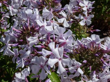 Bahçe Phlox (Phlox panikleyerek) 'Nebesa' yaz sonlarında bahçede yaprakları çatlamış mavi-beyaz çiçeklerle çiçekleniyor