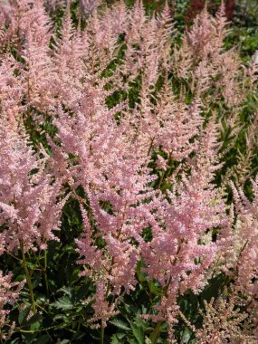 Sahte keçi sakalının (Astilbe x arendsii) 'Erica' çiçeğinin soluk pembe çiçekleri açık, dar tüylerle yaz mevsiminde tutulmuş