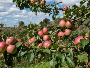 Meyve bahçesindeki dallarda büyüyen ve olgunlaşan pembe olgun elmalarla elma ağacının görüntüsü. Sonbahar hasat konsepti