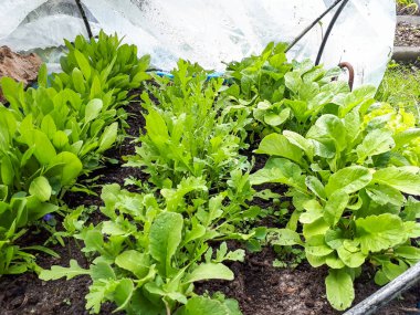 Bahçedeki DIY serasında plastik, yeniden kullanılmış sebze yatağında farklı sebze filizleri yetişiyor.