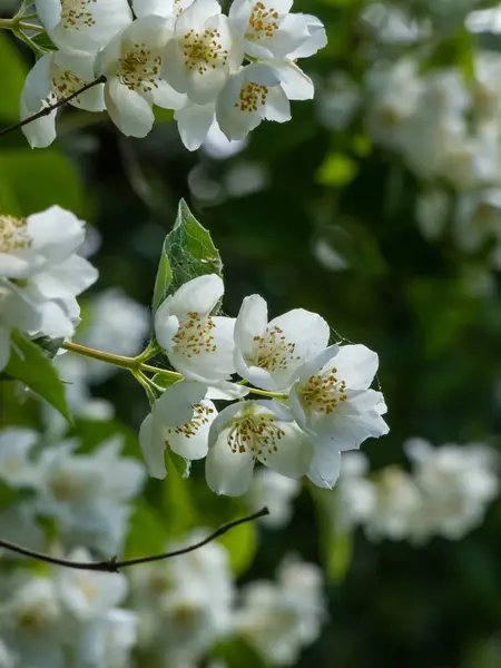 Yazın güneş ışığı altında, portakallı şekerleme veya İngiliz kızılcık ağacının belirgin sarı pullarıyla kase şeklindeki beyaz çiçeklerin yakın plan çekimi.