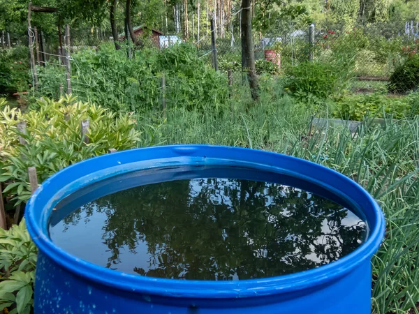 Blue, plastic water barrel reused for collecting and storing rainwater for watering plants in green summer scenery
