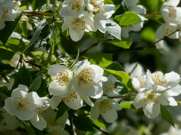 Yazın güneş ışığı altında, portakallı şekerleme veya İngiliz kızılcık ağacının belirgin sarı pullarıyla kase şeklindeki beyaz çiçeklerin yakın plan çekimi.