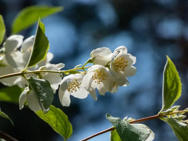 Yazın güneş ışığı altında, portakallı şekerleme veya İngiliz kızılcık ağacının belirgin sarı pullarıyla kase şeklindeki beyaz çiçeklerin yakın plan çekimi.