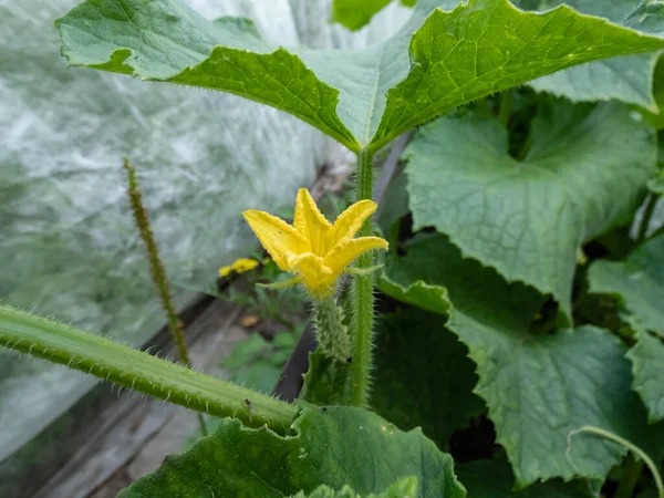 Close Shot Tiny Green Cucumber Forming Maturing Yellow Flower Green — Stock Photo, Image