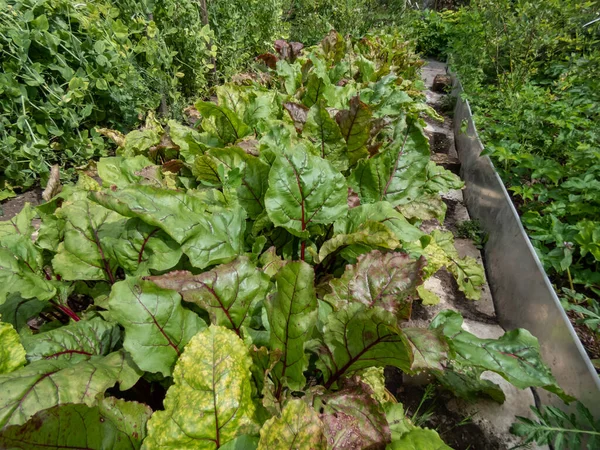 Beta Vulgaris 的特写苗生长在菜床上 园中长满了大叶 绿叶和红叶 — 图库照片