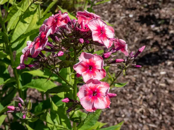 Close Shot Garden Phlox Phlox Paniculata Gwiazdy Paski Kwitnące Różowymi — Zdjęcie stockowe