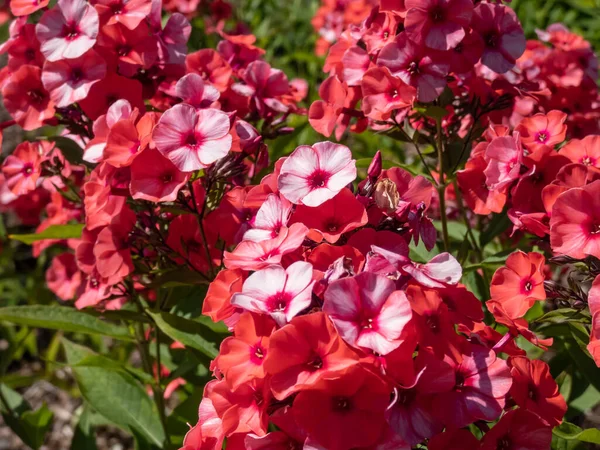 Bahçe Phlox (Phlox panikleyerek) 'Kırmızı Mücevher' yaz sonlarında bahçede parlak pembe çiçeklerle çiçek açıyor