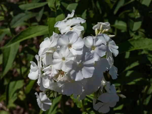 Phlox Bahçesi 'nin (Phlox paniklemesi)' Schneeferner 'çiçekli saf beyaz çiçekler.