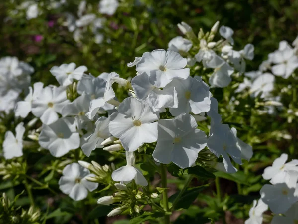 Close Shot Garden Phlox Phlox Paniculata Schneeferner Flowering Pure White — Stock Photo, Image