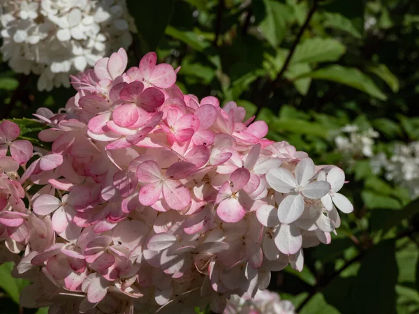 Panikleten ortanca (Hydrangea paniculata) 'Vanille Fraise' (Renhy) kabarık, gevşek, piramit şeklinde, kaymak gibi beyaz çiçek panikleri sonbaharda pembeye döner