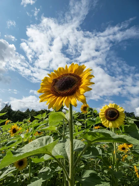 Büyük, sarı bir ayçiçeği (Helianthus) parlak güneş ışığı altında arka planda mavi gökyüzü ile