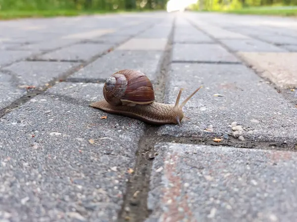 罗马小蜗牛或勃艮第蜗牛 Helix Pomatia 略带褐色的壳爬行 穿过一座城市的砖道 — 图库照片