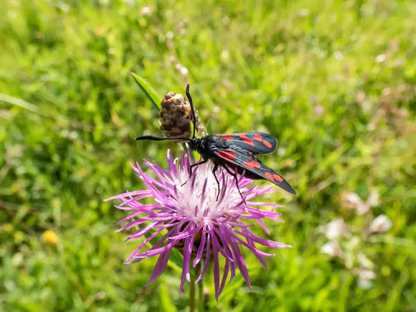 Close-up shot of the Narrow-bordered five-spot burnet (Zygaena lonicerae) on a flower in summer. The forewings have five crimson spots and a black basic colour, with a strong bluish reflection