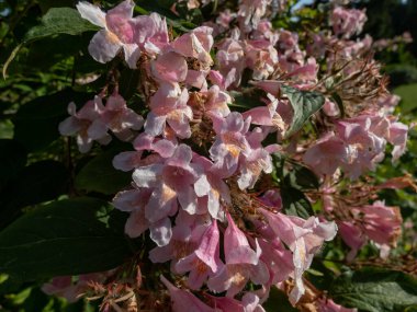 Süslü bir bitki çalısı olarak yetişen yaprak döken çalıların yakın çekimi - Linnaea amabilis (Kolkwitzia amabilis) bahar sonlarında açık pembe çiçeklerle, tomurcukta koyu pembe