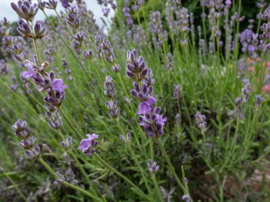 Lavanta (lavandula) grubunun yakın plan çekimi gardda mor çiçeklerin açık tonuyla çiçek açması