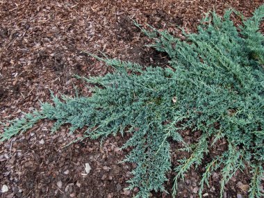 Sürünen ardıç (Juniperus horizontalis) 'Icee Blue' veya 'Monber' bir parkta yere yayılmış gümüş mavi yapraklı