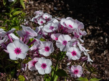 Bahçe Phlox (Phlox panikleyerek) 'Swizzle' yazın bahçede büyük ahududu göz merkezi olan beyaz pembe çiçeklerle büyüyor ve çiçek açıyor