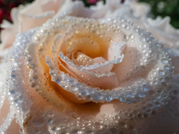 Красивая Роза Сладкий Мед Kormecaso Большими Группами Мягких Цветущих Абрикосов — стоковое фото