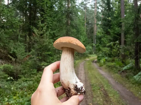 Sonbaharda ormanda kesilen bir elin büyük bir cep, bozuk para, Porcino ya da Porcini mantarı (boletus edulis) ile yakın plan çekimi.