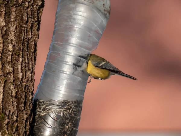 Great Tit Parus Major Visiting Bird Feeder Made Reused Plastic — Photo