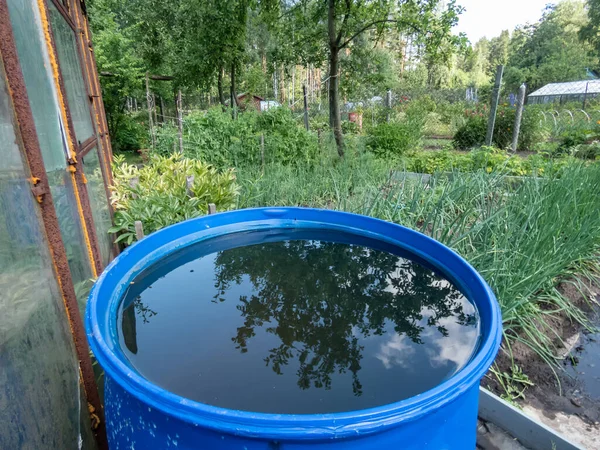 Blue, plastic water barrel reused for collecting and storing rainwater for watering plants in the garden in green summer scenery