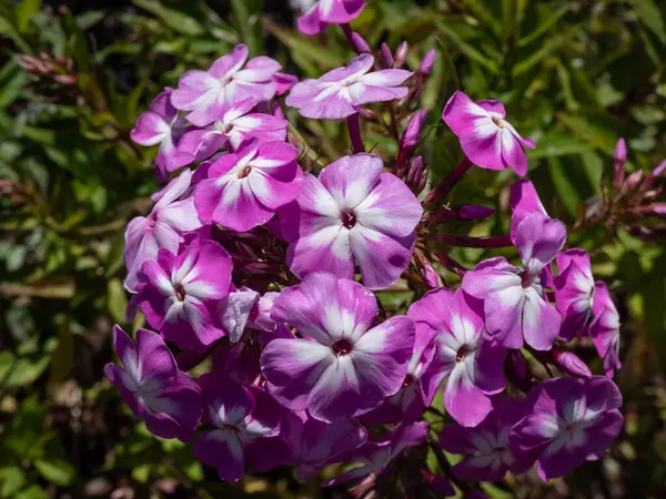 Gros Plan Jardin Phlox Phlox Paniculata Floraison Widar Avec Des — Photo