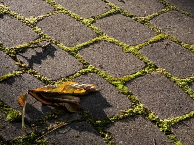 Parlak akşam güneşinde tüm tuğlaların arasında yeşil yosunların büyüdüğü asfalt manzarası. Kaldırımda büyüyen yosun.