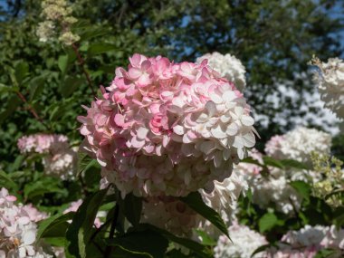 Panikleten ortanca (Hydrangea paniculata) 'Vanille Fraise' (Renhy) kabarık, gevşek, piramit şeklinde, kaymak gibi beyaz çiçek panikleri sonbaharda pembeye döner