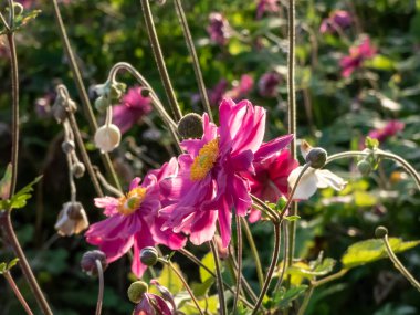 Close-up shot of the Japanese anemone (Anemone hybrida) 'Pamina' flowering with large, double, deep pink, cup-shaped flowers in the garden clipart