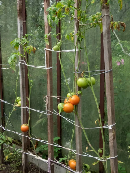 Tiro Close Amadurecer Tomates Vermelhos Que Crescem Uma Fábrica Tomate — Fotografia de Stock