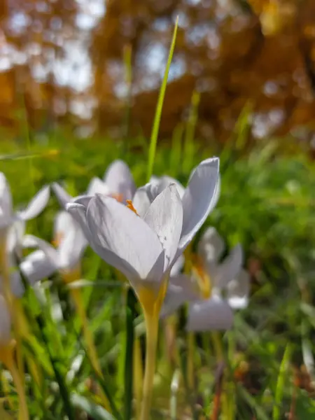 Close Shot White Crocus Cancellatus Kwitnące Jesienią Wśród Zielonej Trawy — Zdjęcie stockowe