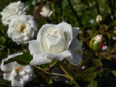 Gül 'Alabaster' ın yakın çekimi. Özellikle gür, yuvarlak ve gür çiçekli bir gül. Parktaki kremalı beyaz çiçeklerle dolu.