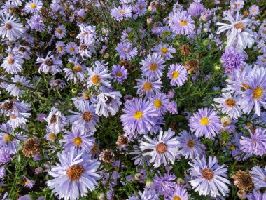 Büyük, pudra gibi mavi papatya çiçekleri ile sarı gözlü Michaelmas papatya veya New York Aster (Aster novi-belgii veya Symphyotrichum novi-belgii) 'Bolluk'