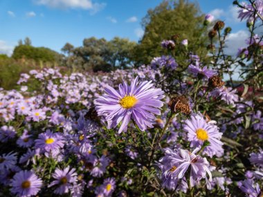 Büyük, pudra gibi mavi papatya çiçekleri ile sarı gözlü Michaelmas papatya veya New York Aster (Aster novi-belgii veya Symphyotrichum novi-belgii) 'Bolluk'