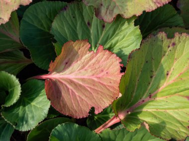 Sonbaharda çiçek açan mor bergenia (Bergenia purpurascens) yapraklarının rengarenk görüntüsü sonbaharda pancar kırmızısına dönüşen yapraklarla