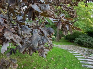 İngiliz meşesi (Quercus robur) 'Timuki' nin tüm sezon boyunca koyu mor yapraklı bir parkta bırakılmış mor ekininin yakın plan çekimi.
