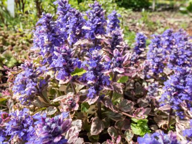 Zemin örtüsü - Bugle Multicolor (Ajuga reptans) Çekici yeşil, kahverengi, krem ve pembe yapraklı çok renkli ve baharın sonlarında bahçede mavi çiçek dalları