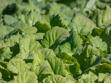 Sonbaharda yeşil kolza tohumu (Brassica napus) tarlaları hayvan yemi, yenilebilir sebze yağları ve kırsal alanda biyodizel üretimi için yetiştirilir.