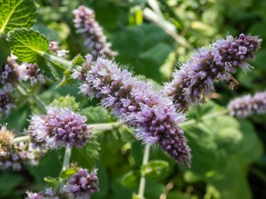 Parlak yeşil nane bitkisinin (Mentha x piperita) yakın plan çekimi, yazın bahçede mor çiçeklerle büyüyen ve çiçek açan yaprakları