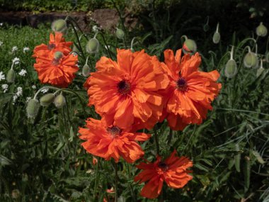 Büyük gelincik portakallı çiçeklerin (Papaver Orientale) yazın bahçede parlak taç yapraklarıyla yakın plan çekimi