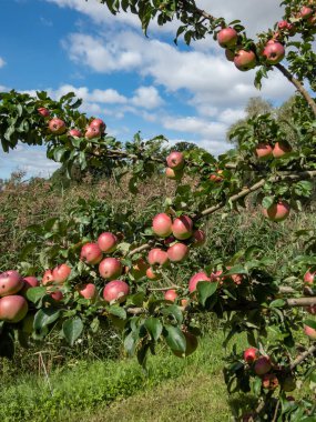 Meyve bahçesindeki dallarda büyüyen ve olgunlaşan pembe olgun elmalarla elma ağacının görüntüsü. Sonbahar hasat konsepti