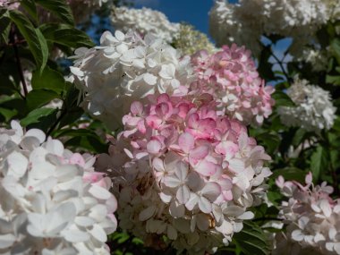 Panikleten ortanca (Hydrangea paniculata) 'Vanille Fraise' (Renhy) kabarık, gevşek, piramit şeklinde, kaymak gibi beyaz çiçek panikleri sonbaharda pembeye döner