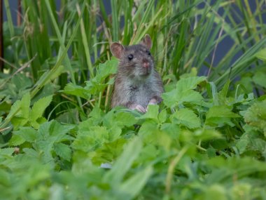 Yeşil yaprakların arasında patileri havada duran koyu gri ve kahverengi kürklü sıradan farenin (Rattus norvegicus) yakın çekim görüntüsü