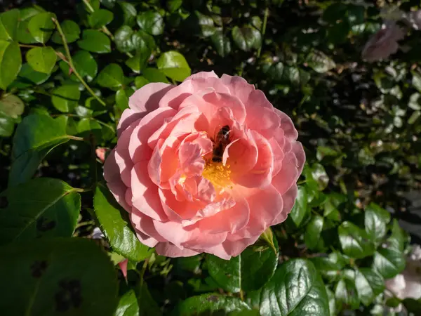 Nahaufnahme Der Rose Strawberry Hill Die Sommer Park Mit Kleinen — Stockfoto
