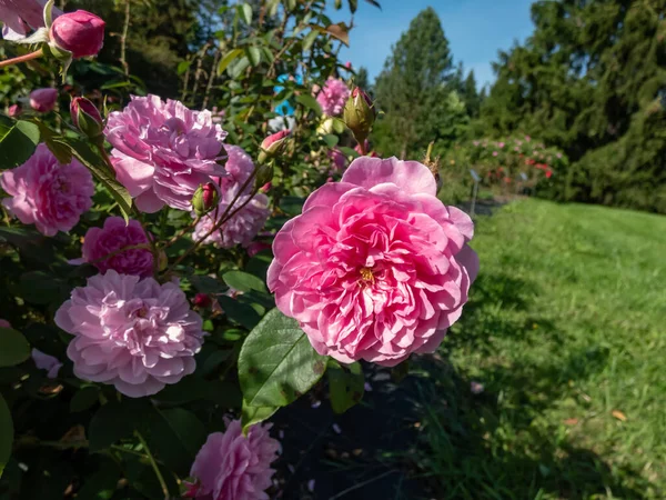 Primer Plano Rosa Arbusto Inglés Rosa Harlow Carr Floración Con —  Fotos de Stock
