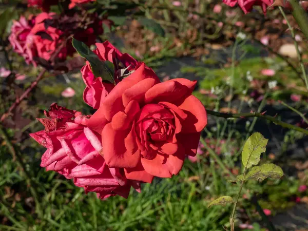 Close Shot Rose Rosa Shalom Flowering Orange Red Medium Double — Stock Photo, Image