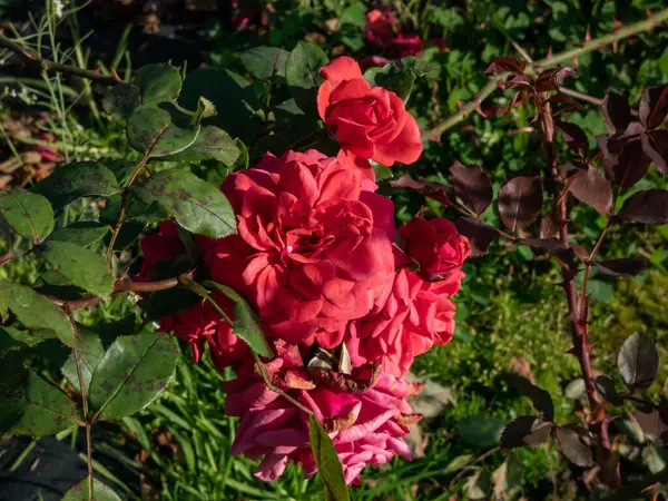 Крупный План Розы Розы Шалом Цветущей Оранжево Красными Средне Двойными — стоковое фото